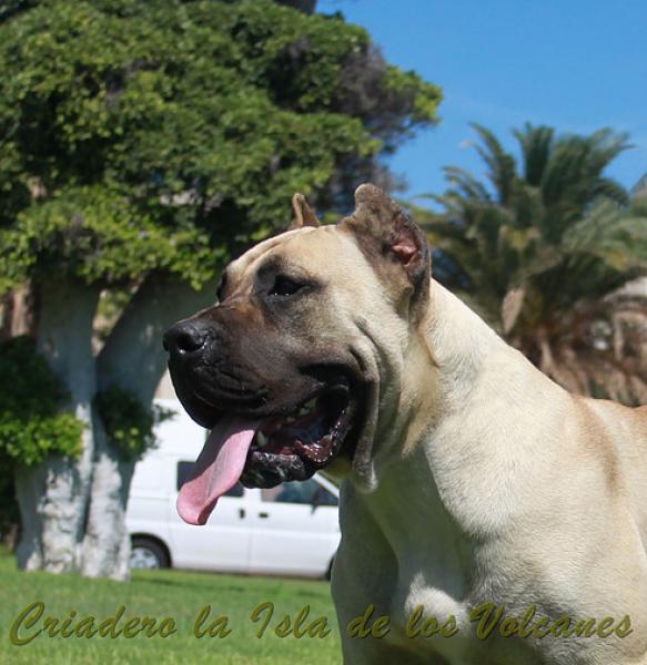 Dogo Canario. Vicky De La Isla De Los Volcanes con 12 meses.