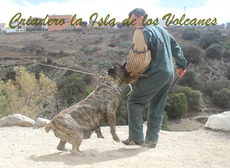 Dogo Canario. Faina De La Isla De Los Volcanes. Prueba de Caracter.