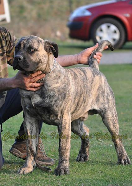 Dogo Canario. Niko De La Isla De Los Volcanes.