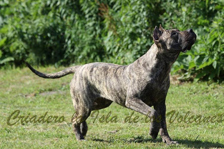 Dogo Canario. Ecora De La Isla De Los Volcanes.