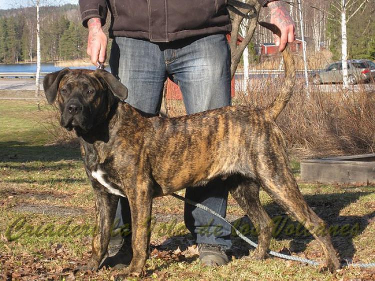 Dogo Canario. Kenzo De La Isla De Los Volcanes.