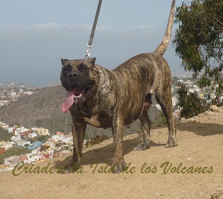 Dogo Canario. Faina De La Isla De Los Volcanes.