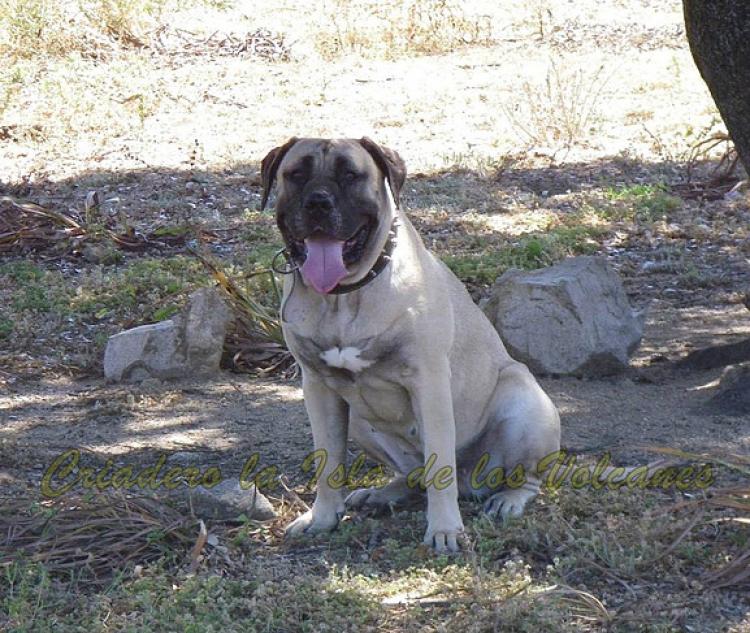 Dogo Canario. Ambar De La Isla De Los Volcanes.