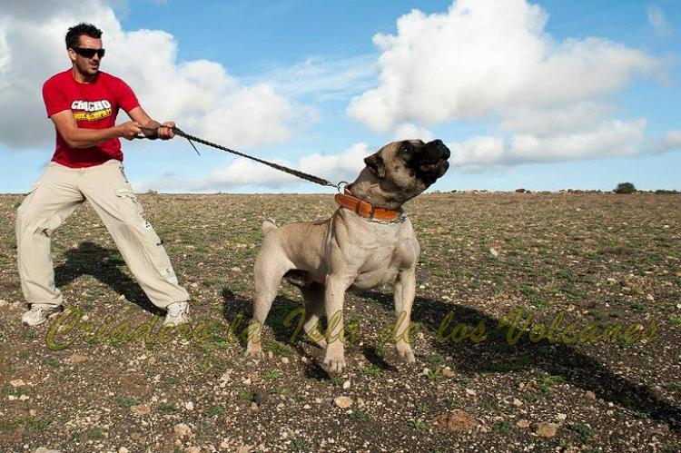 Dogo Canario. Junko De La Isla De Los Volcanes.