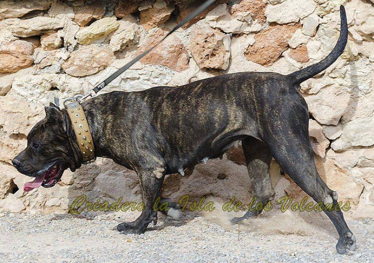Dogo Canario. Caren De La Isla De Los Volcanes.