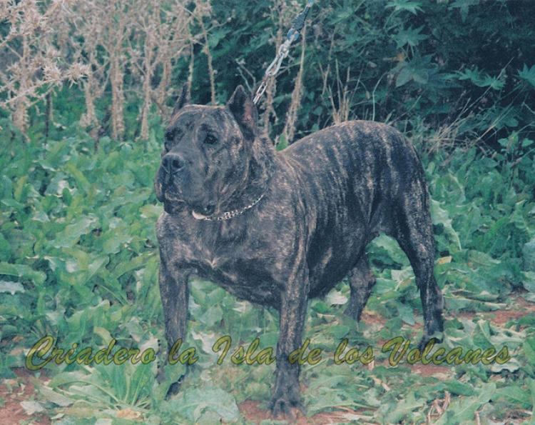 Dogo Canario. Gara De Vega Lagunera.