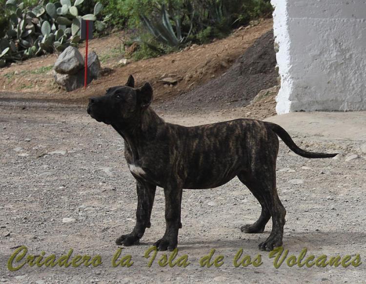 Dogo Canario. Cora De La Isla De Los Volcanes con 4 meses.
