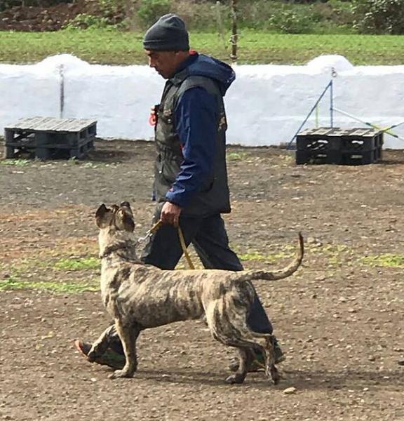 Apostando por el PRESA / DOGO CANARIO en IPO Dogo Canario  Apostando por el PRESA / DOGO CANARIO en IPO Dogo Canario