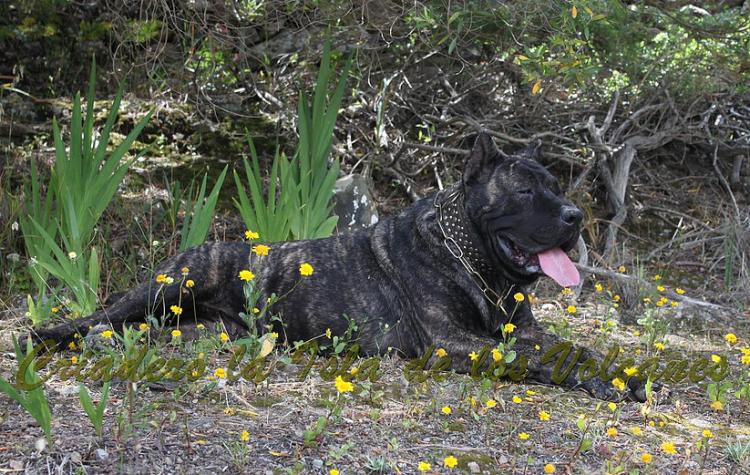 Dogo Canario. Yuma De La Isla De Los Volcanes en 2014.