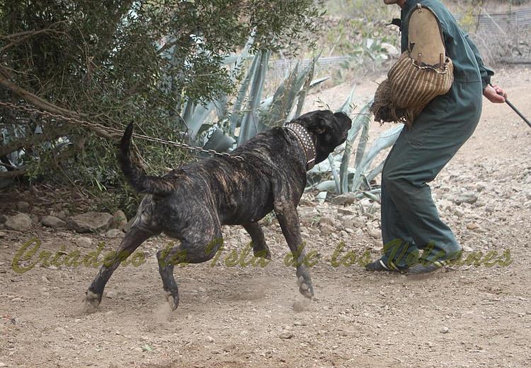 Dogo Canario. Yuma De La Isla De Los Volcanes. Prueba de Trabajo.
