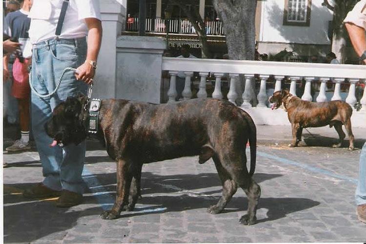Dogo Canario. Ebro.