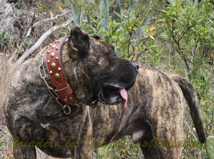 Dogo Canario. Faraon De La Isla De Los Volcanes en 2016.