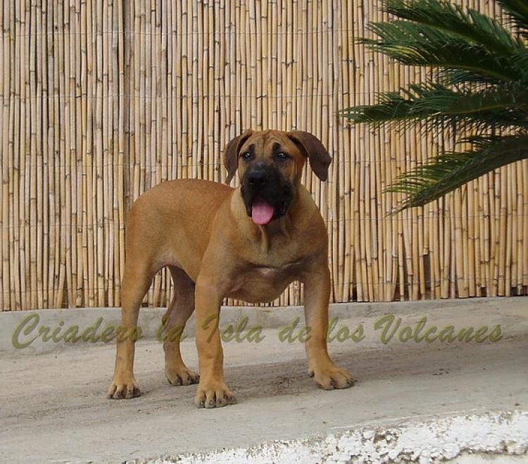 Dogo Canario. Turco De La Isla De Los Volcanes.