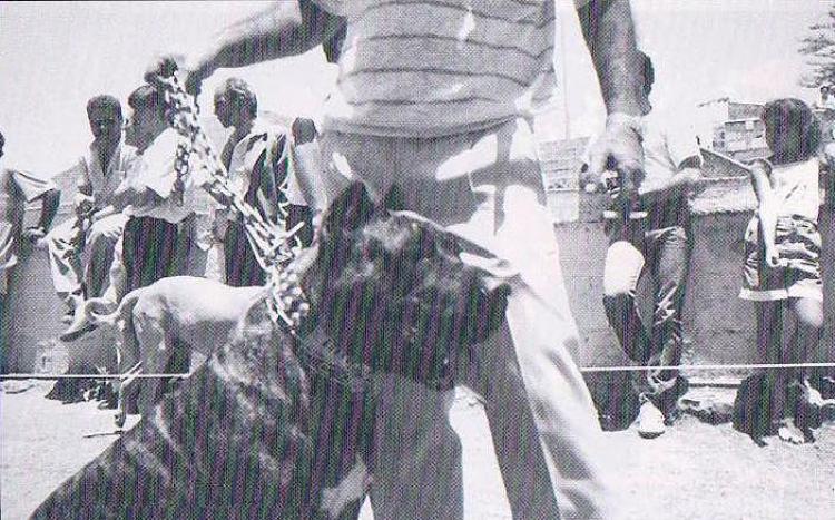 Dogo Canario. Elsa de Presas Yeyfe. Marquesa. Dogo Canario. Elsa de Presas Yeyfe. Marquesa.