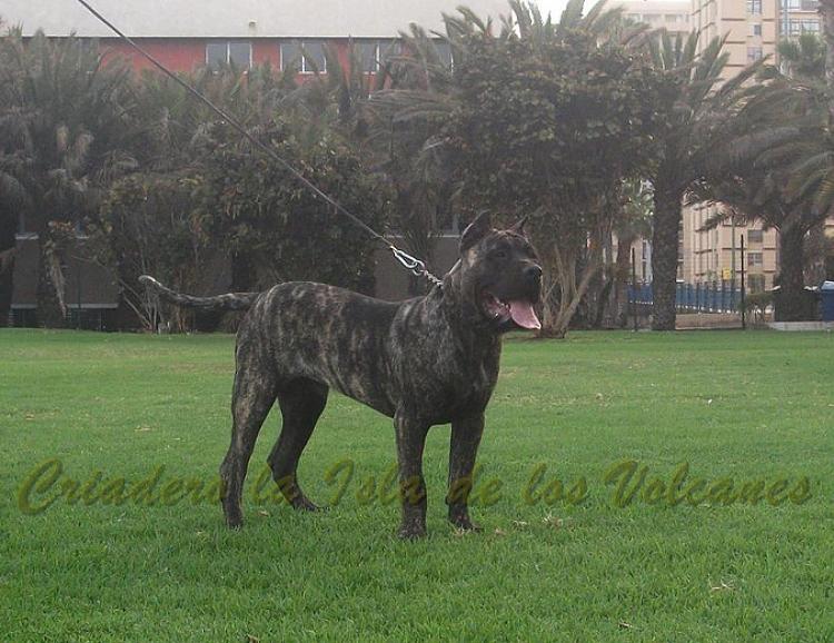 Dogo Canario. Volcan De La Isla De Los Volcanes.