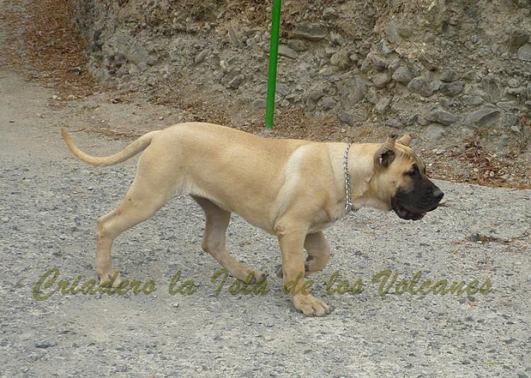 Dogo Canario. Reina De La Isla De Los Volcanes.