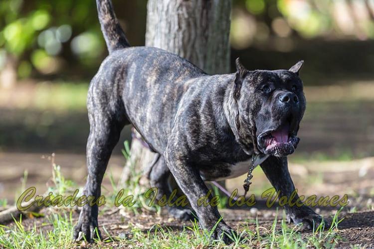 Dogo Canario. Cacho De La Isla De Los Volcanes.