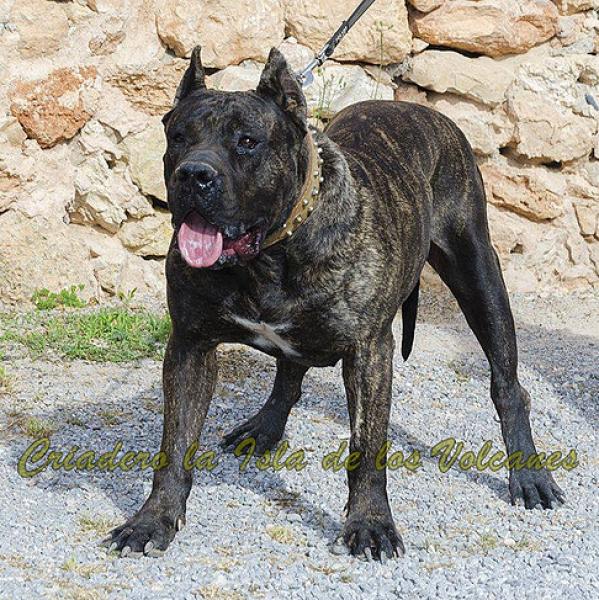 Dogo Canario. Caren De La Isla De Los Volcanes.