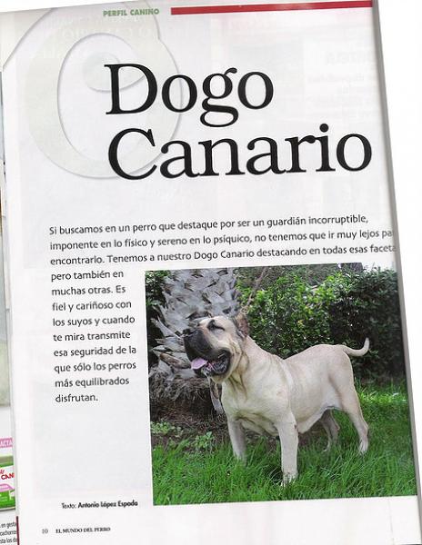 Dogo Canario. Pagina Inicial.