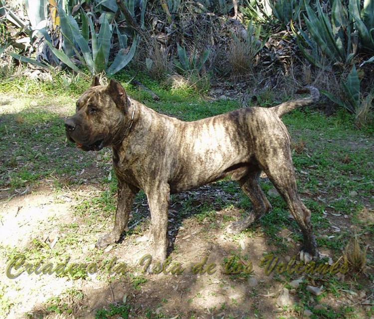 Dogo Canario. Taison De La Isla De Los Volcanes.