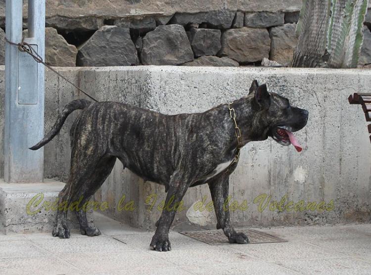 Dogo Canario. Cora De La Isla De Los Volcanes con 3 años.