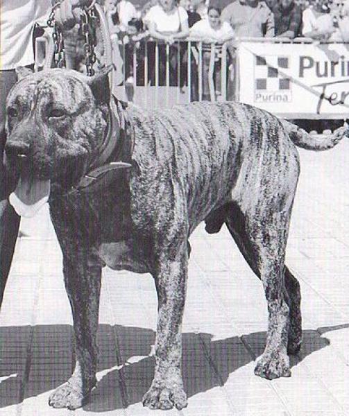 Dogo Canario. Snake.