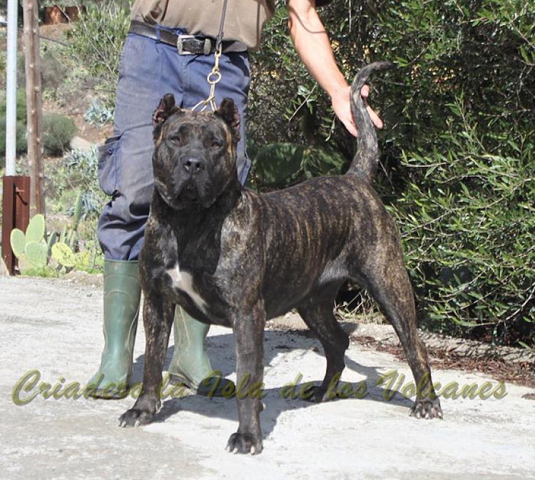 Dogo Canario. FANNY DE LA ISLA DE LOS VOLCANES con 16 meses.