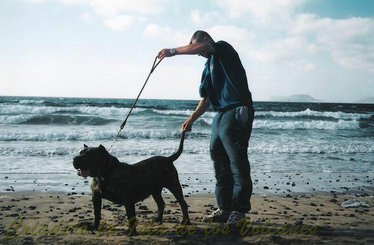 Dogo Canario. Gara De Vega Lagunera.