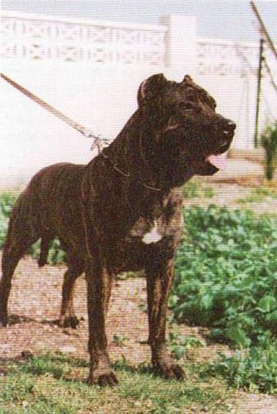 Dogo Canario. Drago.