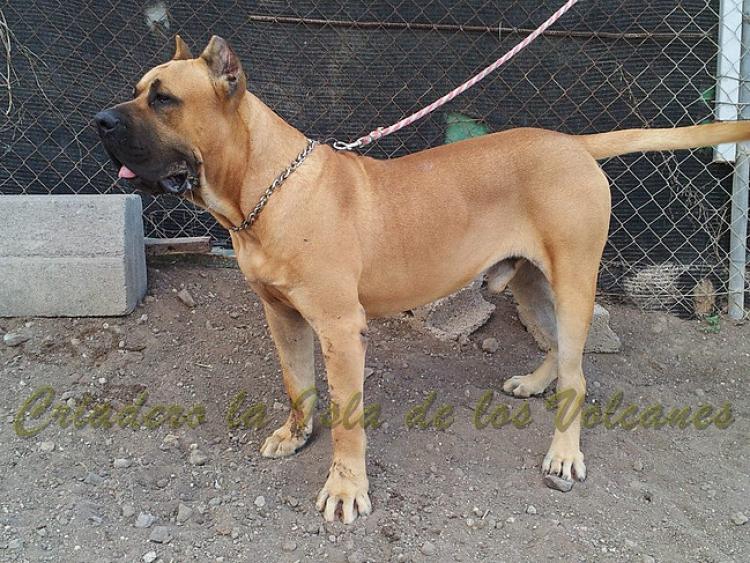 Dogo Canario. Roko De La Isla De Los Volcanes.