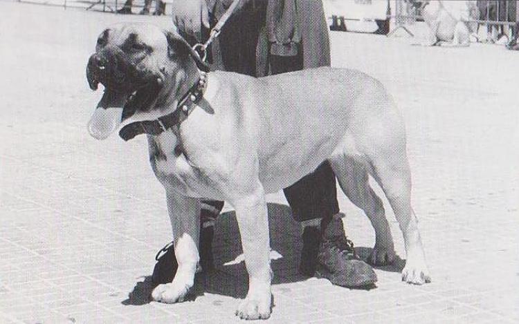 Dogo Canario. Irna.