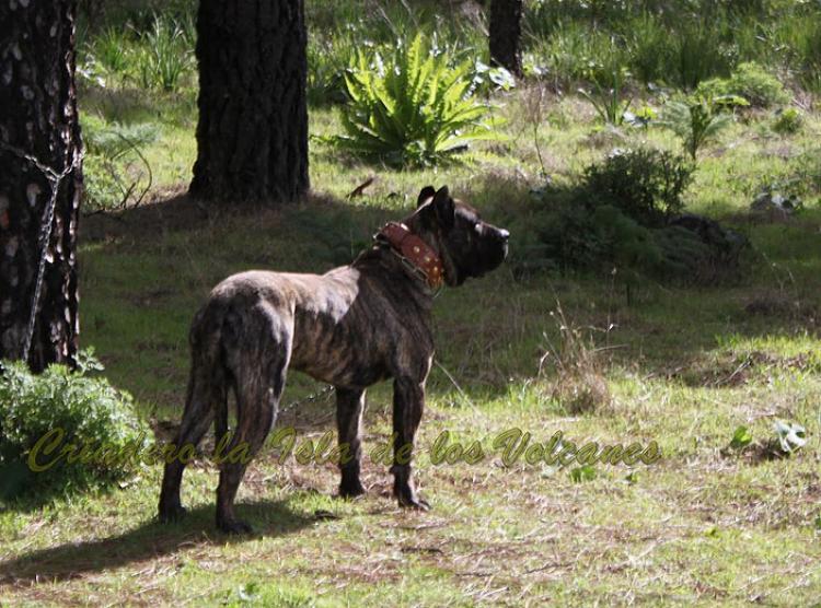 Dogo Canario. Faraon De La Isla De Los Volcanes.
