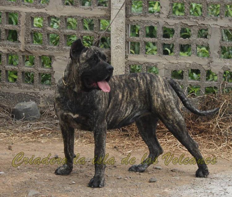 Dogo Canario. Haria De La Isla De Los Volcanes.
