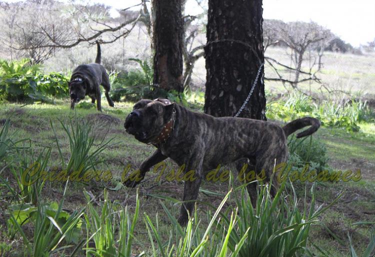 Dogo Canario. Faraon De La Isla De Los Volcanes.