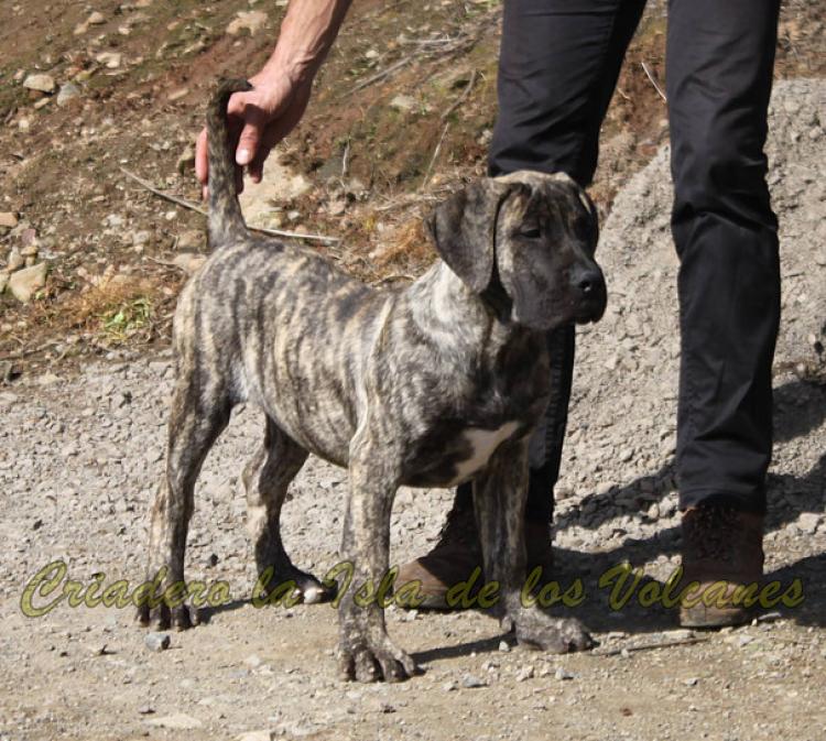 Dogo Canario. LLAIMA DE LA ISLA DE LOS VOLCANES.