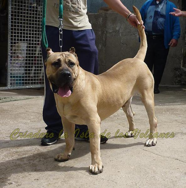 Dogo Canario. Lolo De La Isla De Los Volcanes.
