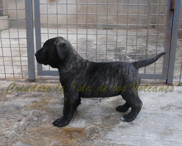 Dogo Canario. Yuma De La Isla De Los Volcanes.