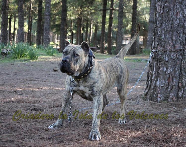 Dogo Canario. Estela De La Isla De Los Volcanes con 20 meses.