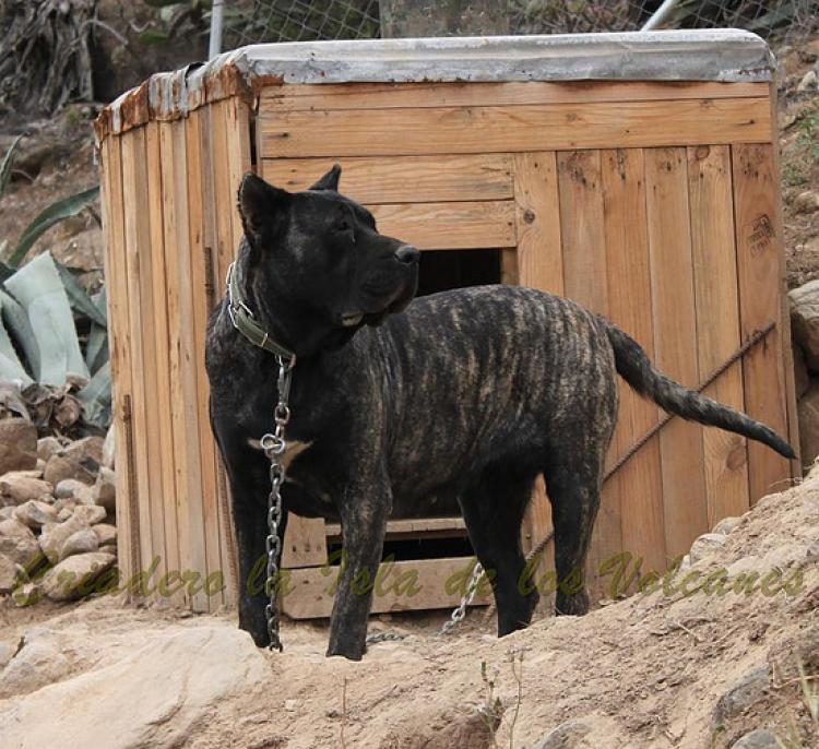 Dogo Canario. Yuma De La Isla De Los Volcanes con 18 meses.