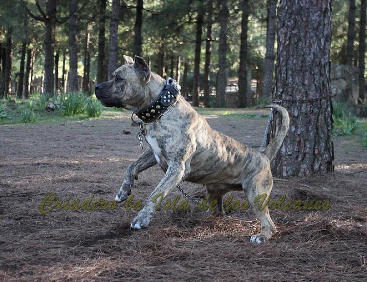 Dogo Canario. Estela De La Isla De Los Volcanes con 20 meses.
