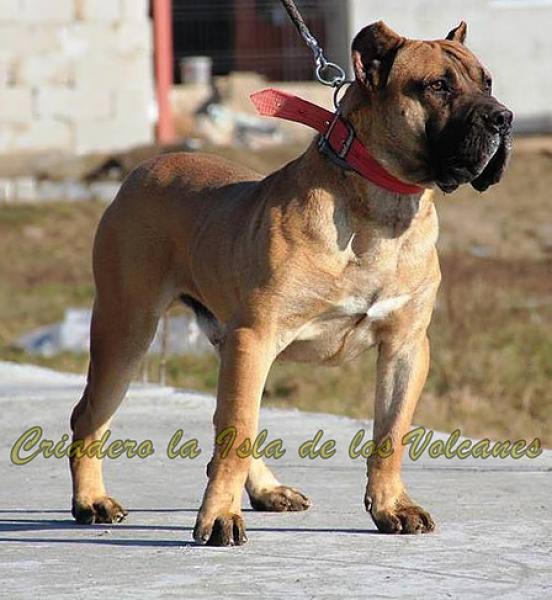 Dogo Canario. Hitler De La Isla De Los Volcanes.