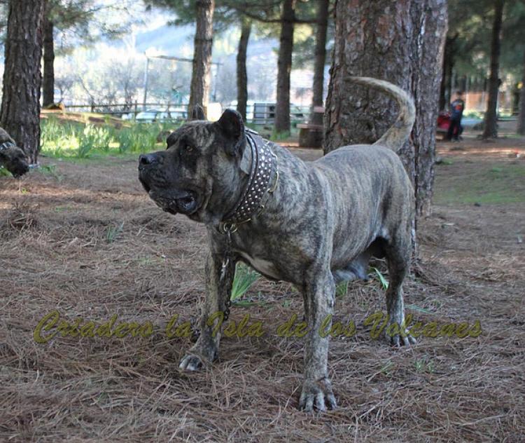 Dogo Canario. Faina De La Isla De Los Volcanes. Dogo Canario. Faina De La Isla De Los Volcanes.