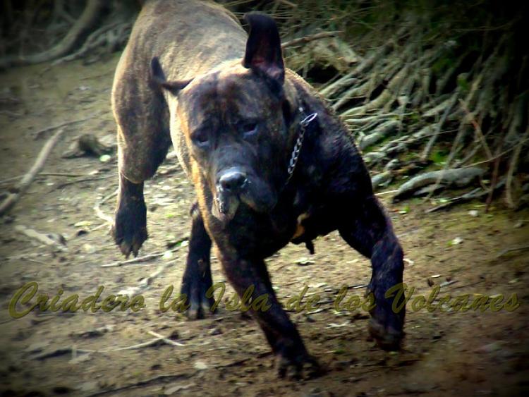 Dogo Canario. Leska De La Isla De Los Volvanes.