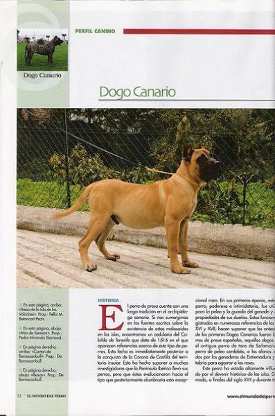 Dogo Canario. Pagina 12.