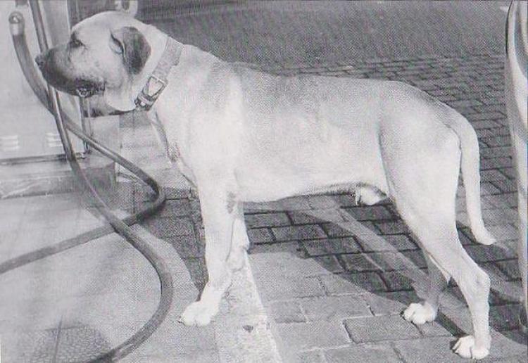 Dogo Canario. Fotos Historicas. Toby.