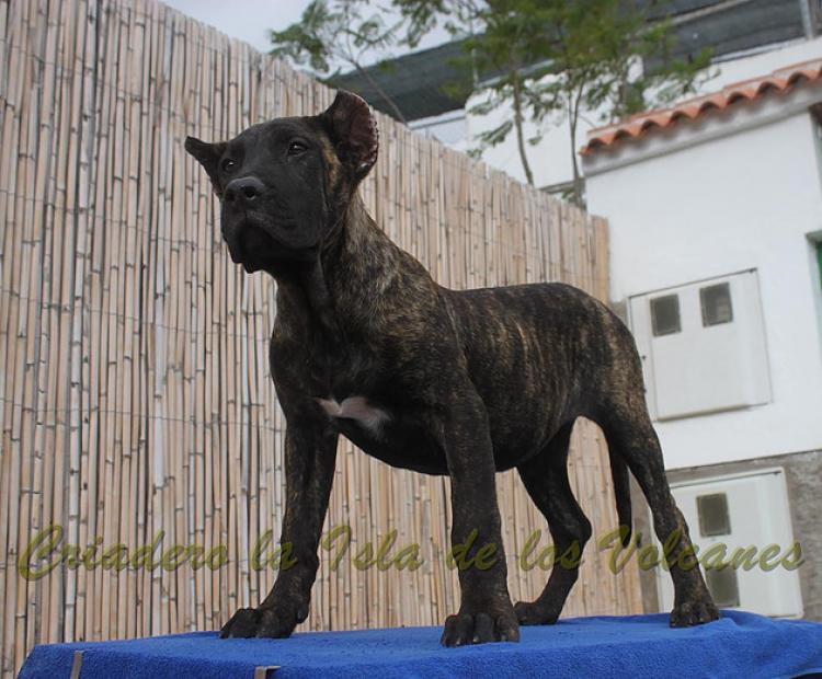 Dogo Canario. FANNY DE LA ISLA DE LOS VOLCANES de cachorra.