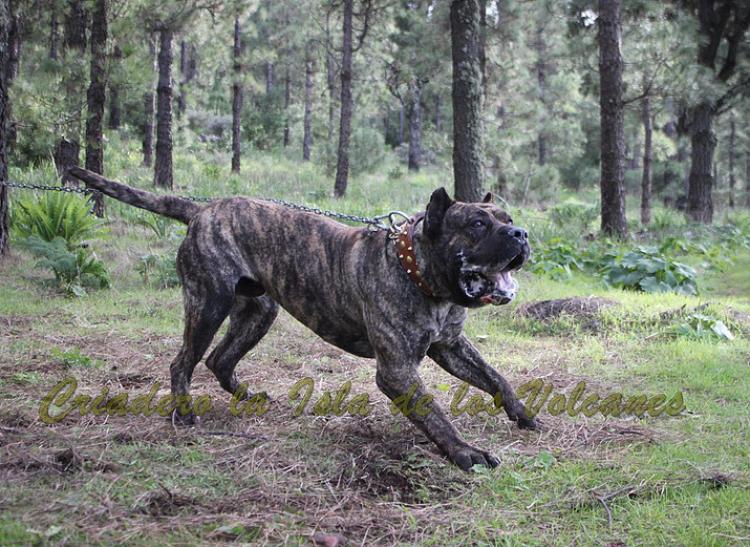 Dogo Canario. Faraon De La Isla De Los Volcanes.