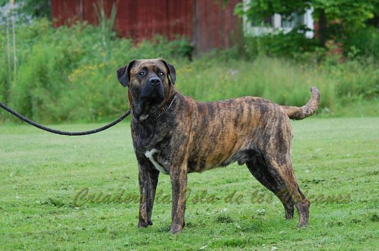 Dogo Canario. Kenzo De La Isla De Los Volcanes.