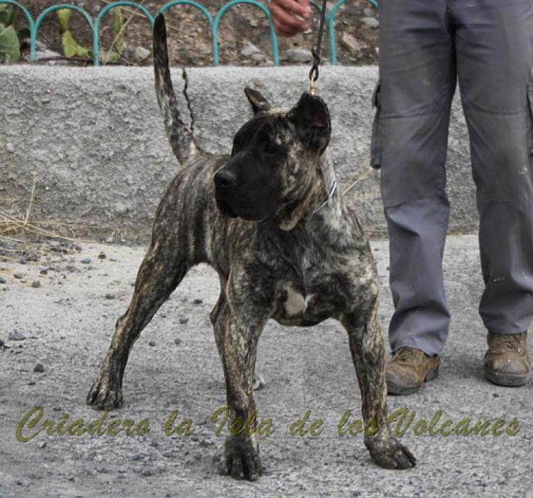 Dogo Canario. Haimar De La Isla De Los Volcanes.
