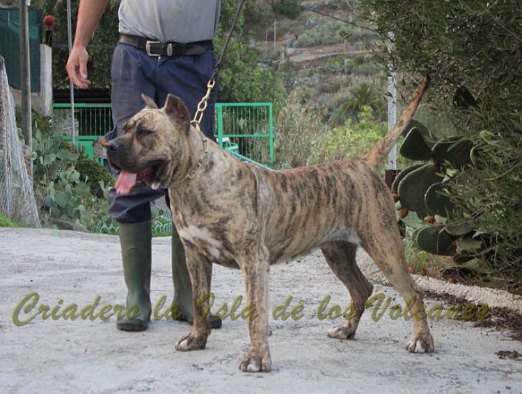 Dogo Canario. Estela De La Isla De Los Volcanes.